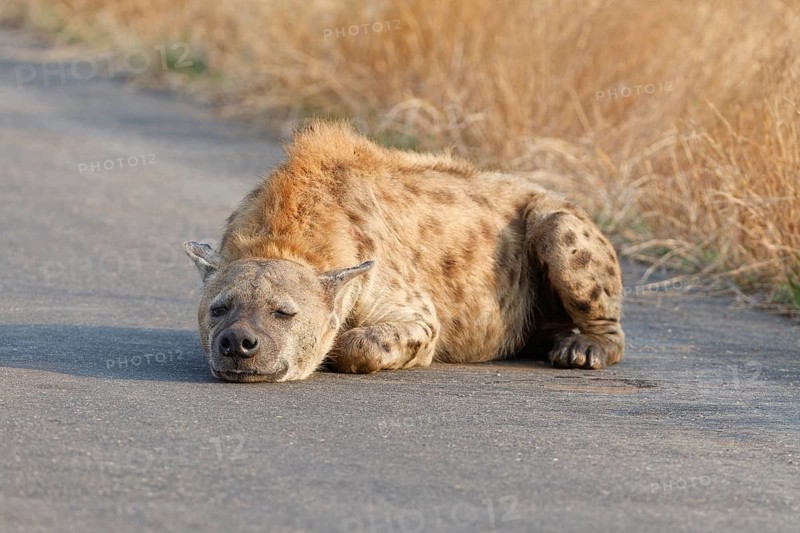Spotted hyena (Crocuta crocuta), lying adult resting on the asphalt road, Kruger National Park, South Africa, Africa