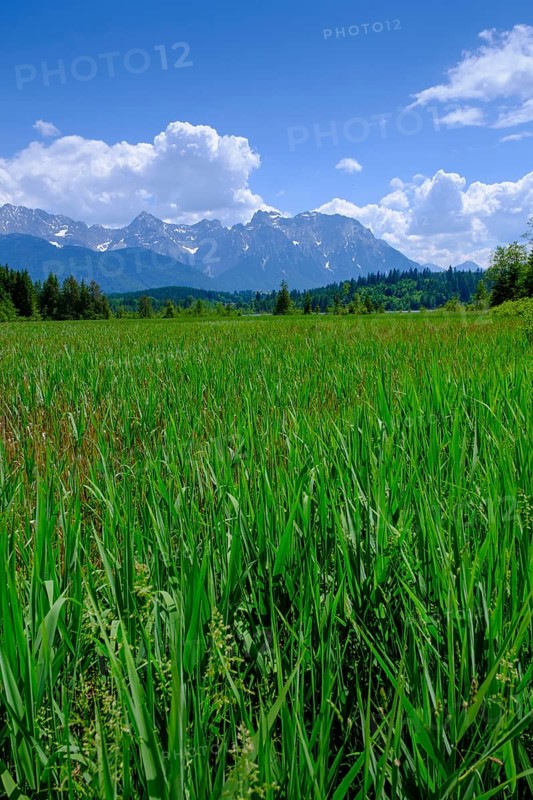 Wet meadows at the Barmsee, behind Karwendel Mountains, Krün, Werdenfelser Land, Upper Bavaria, Bavaria, Germany, Europe