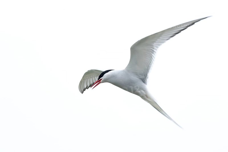 Calling Arctic Arctic Tern in flight with outstretched wings and open beak against an almost white sky, elegance, beauty, Schleswig-Holstein Wadden Sea National Park, North Sea, Germany, Europe