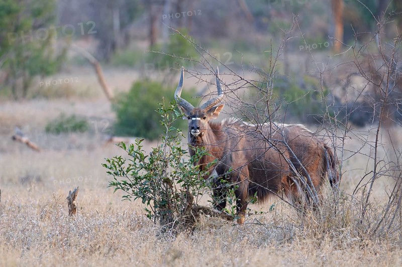 Nyala (Tragelaphus angasii), adult male standing in dry grassland, alert, animal portrait, evening light, Kruger National Park, South Africa, Africa