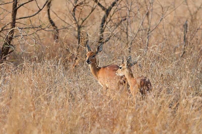 Steenboks (Raphicerus campestris), adults, male and female, standing in tall dry grass, alert, Kruger National Park, South Africa, Africa
