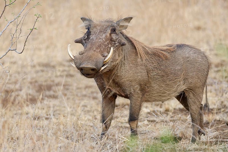 Common warthog (Phacochoerus africanus), adult male, alert, animal portrait, Kruger National Park, South Africa, Africa