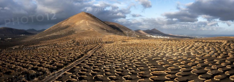 Grapevines growing in black volcanic soil in protected enclosed pits, La Geria, Lanzarote, Canary Islands, Spain, Europe