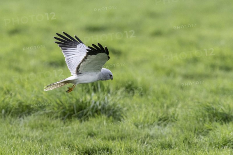 Hen harrier (Circus cyaneus), Emsland, Lower Saxony, Germany, Europe
