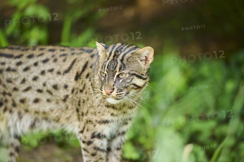 Fishing cat (Prionailurus viverrinus), standing, Bavaria, Germany, Europe