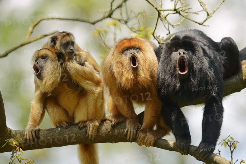 Black howler (Alouatta caraya), male and female calling with young, captive, occurring in South America