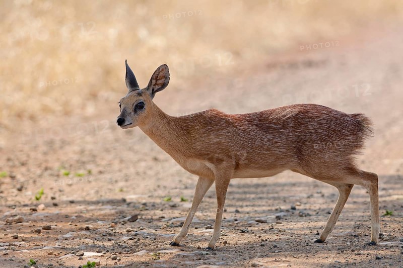 Sharpe's grysbok (Raphicerus sharpei), adult female standing on dirt road, alert, Kruger National Park, South Africa, Africa