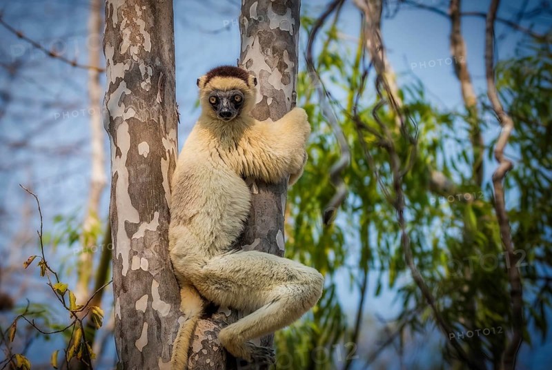 Lemur, larval sifaka (Propithecus verauxi) in the dry forests of Kirindy in western Madagascar