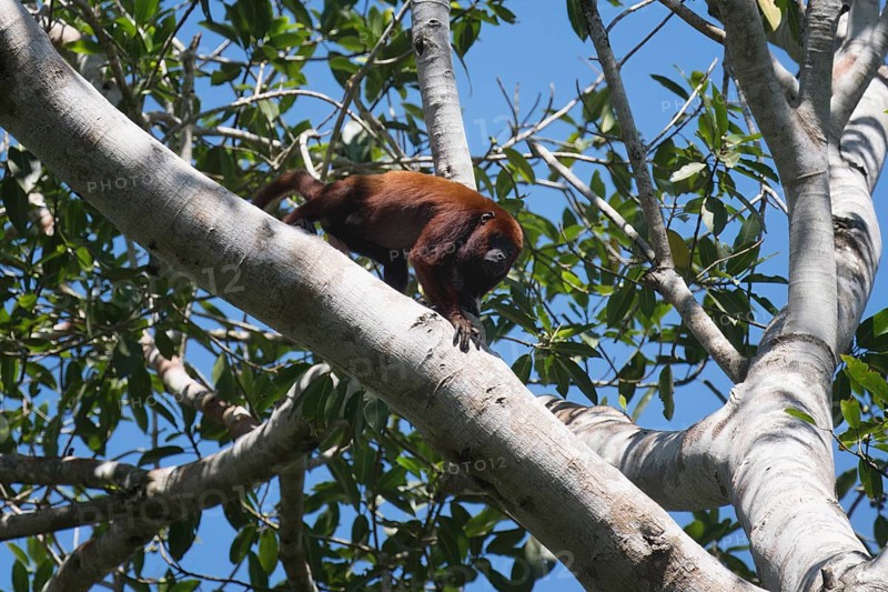 Colombian red howler monkey, Alouatta seniculus, in a tree, Amazon basin, Brazil, South America