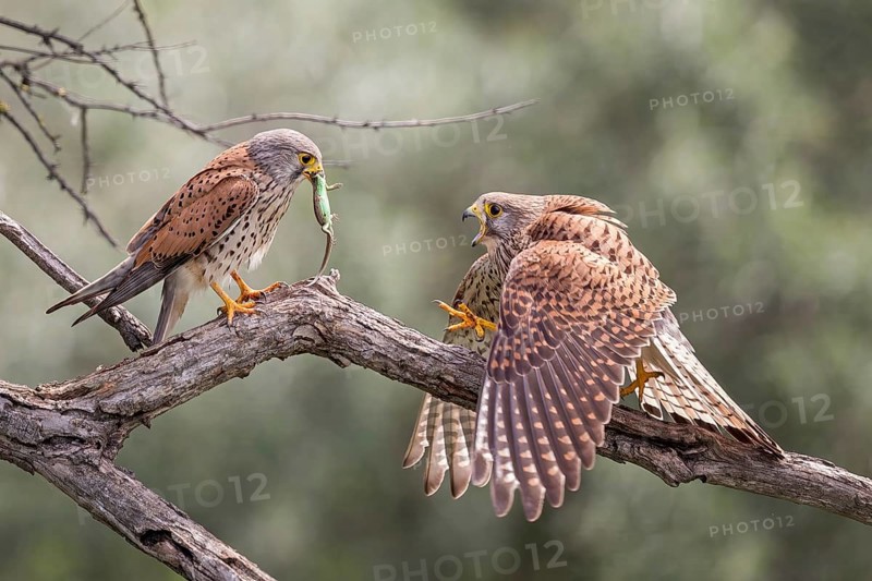 Common kestrel (Falco tinnunculus) handing over prey, male and female, pair, handing over food, with sand lizard as prey, shaking, Kiskunsag National Park, Hungary, Europe