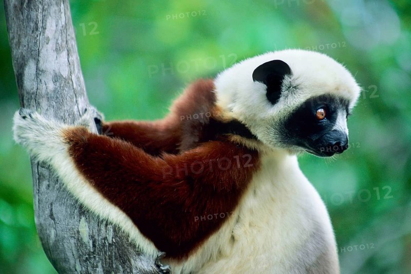 Crown sifaka, Madagascar, Coquerels crown sifaka, Prophitecus verreauxi coquereli, Madagascar, Madagascar, Africa