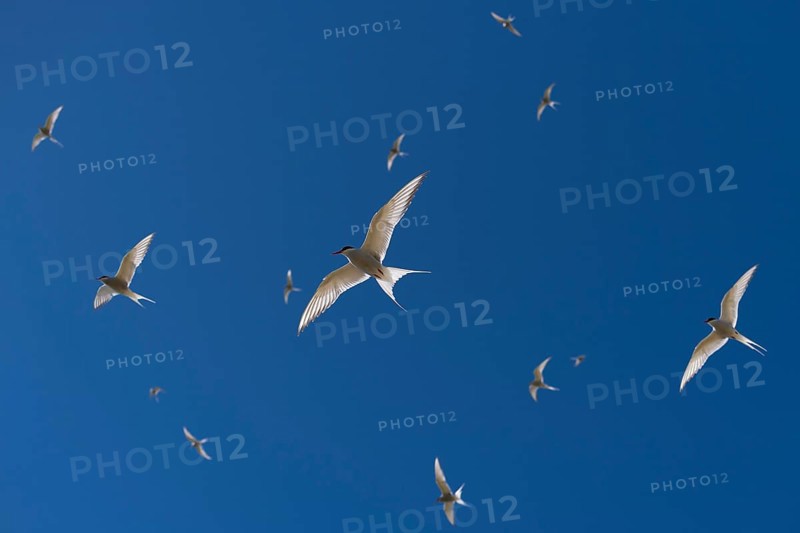 Arctic terns (Sterna paradisea) in flight, Reykjanes, Iceland, Europe