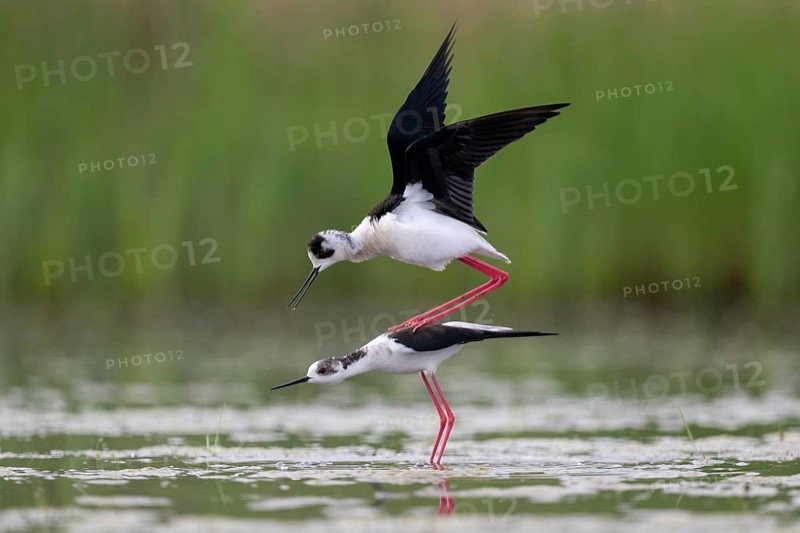 Black-winged Black-winged Stilt (Himantopus himantopus), couple making love in the water, Neusiedler See-Seewinkel National Park, Burgenland, Austria, Europe