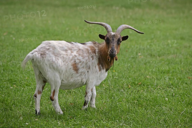 Domestic goat (Capra aegagrus hircus, Capra hircus), billy goat, North Rhine-Westphalia, Germany, Europe