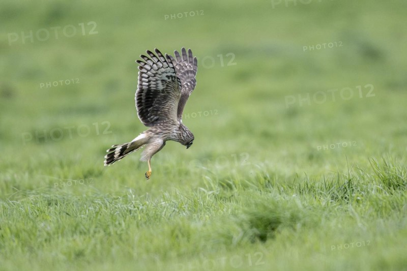 Hen harrier (Circus cyaneus), Emsland, Lower Saxony, Germany, Europe