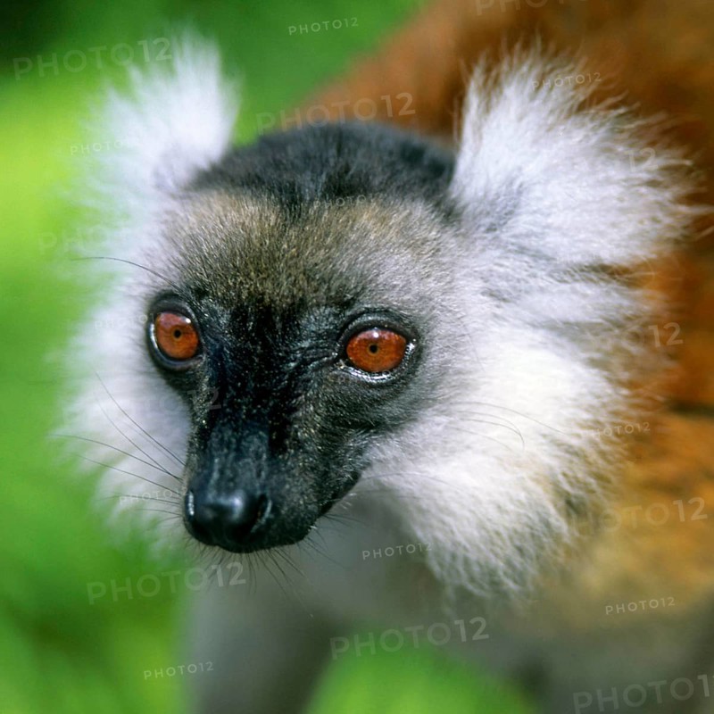 Crown sifaka, Madagascar, Coquerels crown sifaka, Prophitecus verreauxi coquereli, Madagascar, Madagascar, Africa