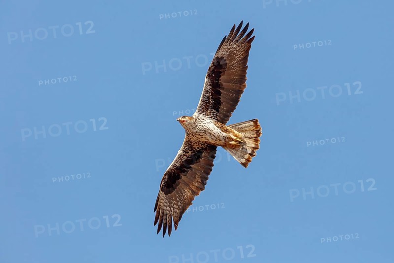 Bonelli's eagle (Hieraaetus fasciatus), Aigle de Bonelli, Ãguila-azor Perdicera, Tawi Atayr, Salalah, Dhofar, Oman, Asia