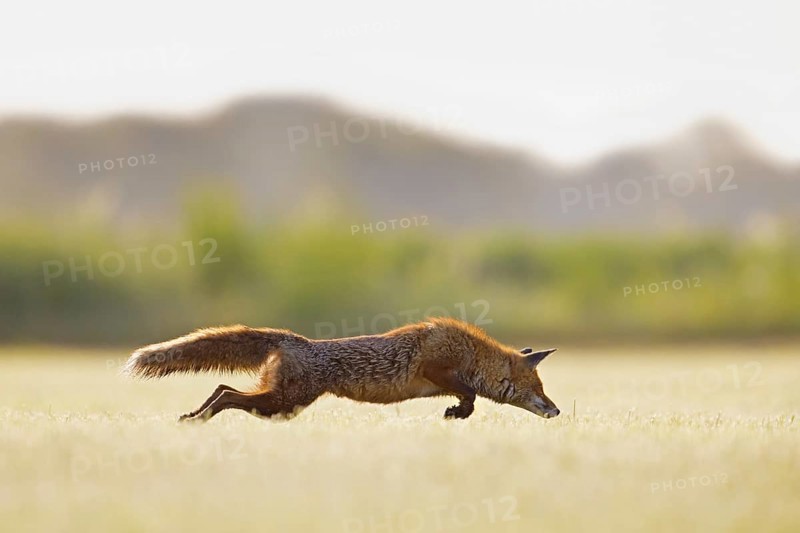 Red fox (Vulpes vulpes) hunting mice, voles by leaping through the air and pouncing upon the rodent in freshly mowed meadow, cut grassland in summer
