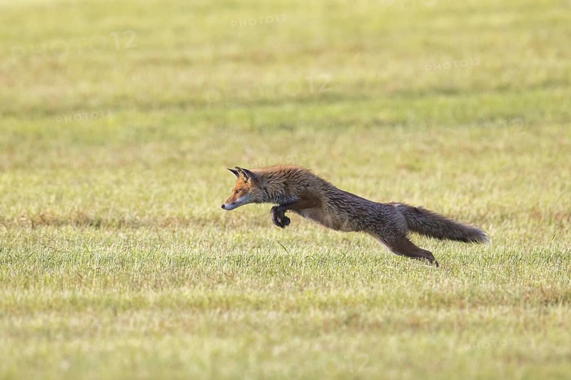 Red fox (Vulpes vulpes) hunting mice, voles by leaping through the air and pouncing upon the rodent in freshly mowed meadow, cut grassland in summer