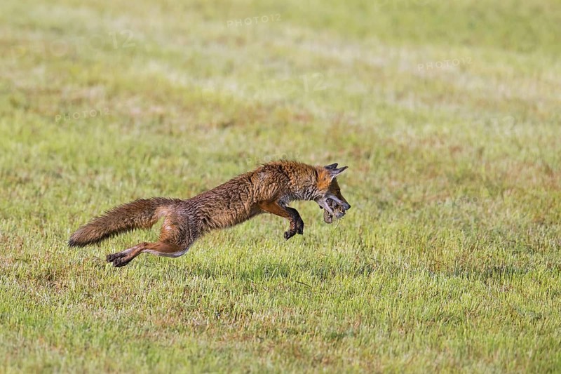Red fox (Vulpes vulpes) hunting with mouthful of mice leaping through the air in freshly mowed meadow, cut grassland to catch another vole in summer