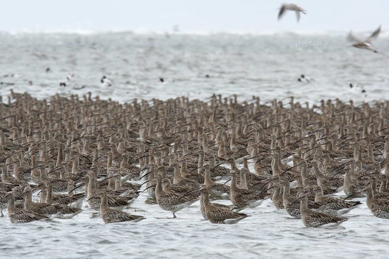 Eurasian curlew (Numenius arquata), resting troop on the mudflats during autumn migration off the island of Minsener Oog, Lower Saxony Wadden Sea National Park, East Frisian Islands, Lower Saxony, Germany, Europe