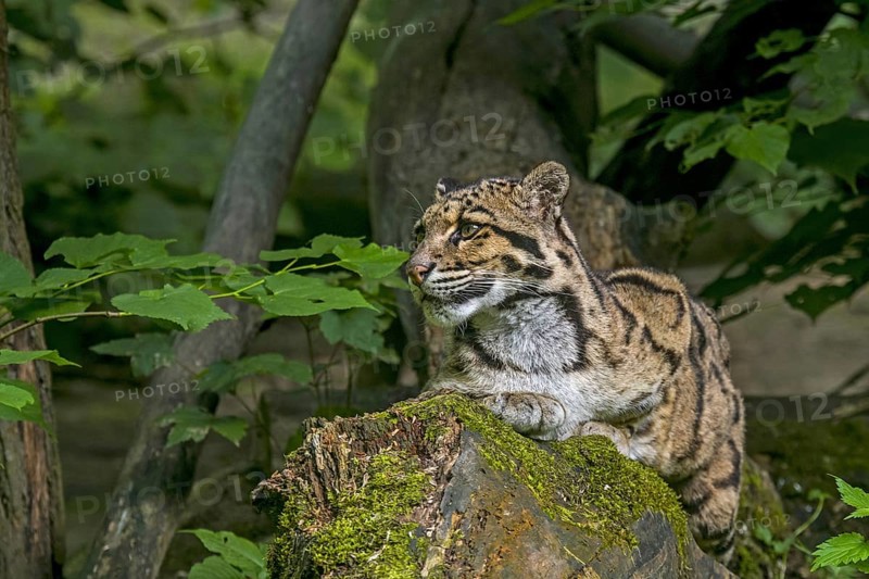 Mainland clouded leopard (Neofelis nebulosa) wild cat native to the foothills of the Himalayas through mainland Southeast Asia into South China