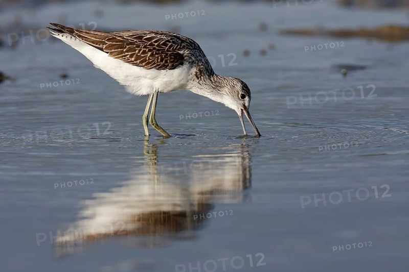 Common greenshank (Tringa nebularia), animal foraging in the water, Lower Saxon Wadden Sea National Park, East Frisian Islands, Lower Saxony, Germany, Europe