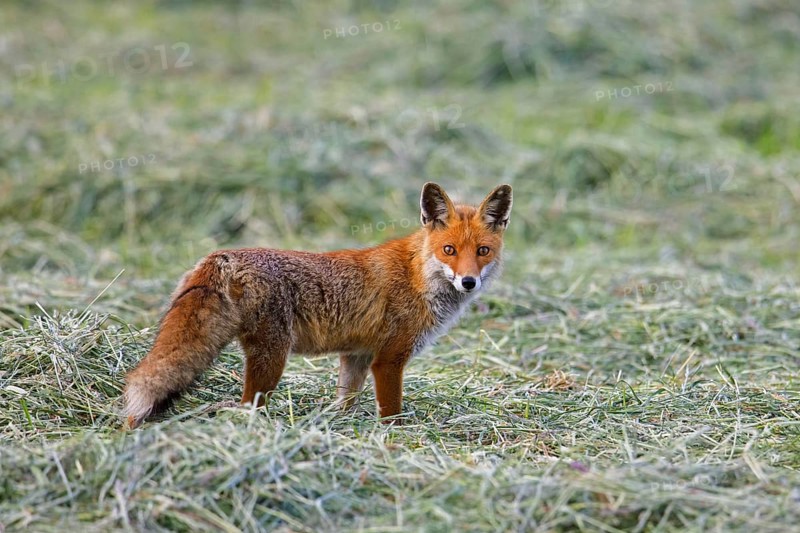 Solitary red fox (Vulpes vulpes) hunting mice in freshly mowed meadow, cut grassland in summer