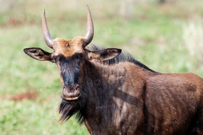 Blue wildebeest (Connochaetes taurinus taurinus), common wildebeest or brindled gnu, Kwazulu Natal Province, South Africa, Africa