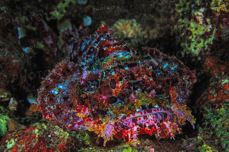 Tropical tassled scorpionfish (Scorpaenopsis barbata) waiting for prey, Lembeh Strait, Indo-Pacific, Indonesia, Asia