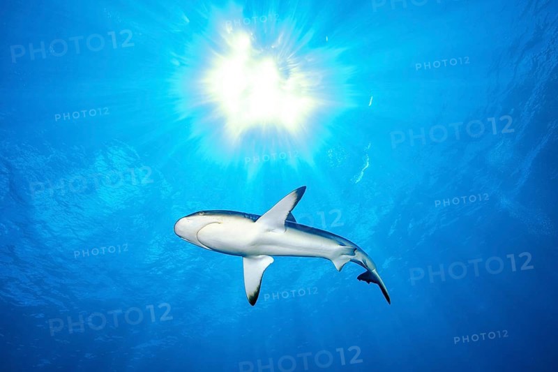 Grey reef shark (Carcharhinus amblyrhynchos) swimming backlit under the sun through open water blue sea, Pacific Ocean, Caroline Islands, Yap Island, Yap State, Federated States of Micronesia, Australia, Oceania