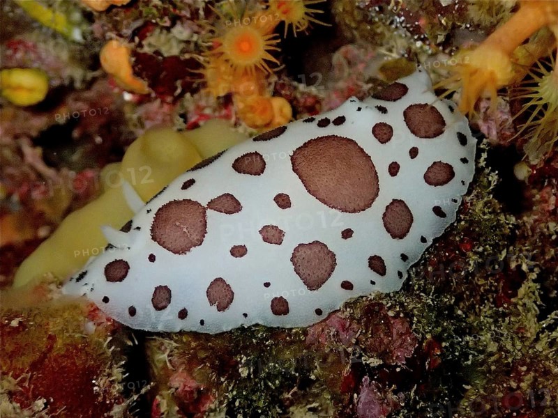 Leopard snail (Discodoris atromaculata), dive site marine reserve Cap de Creus, Rosas, Costa Brava, Spain, Mediterranean Sea, Europe