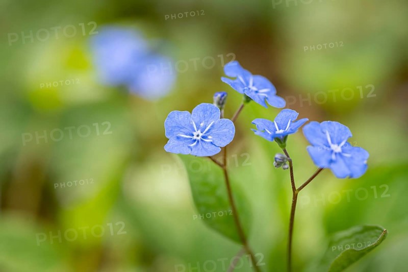 Blue flowers of the forget-me-not (Myosotis), Bavaria, Germany, Europe