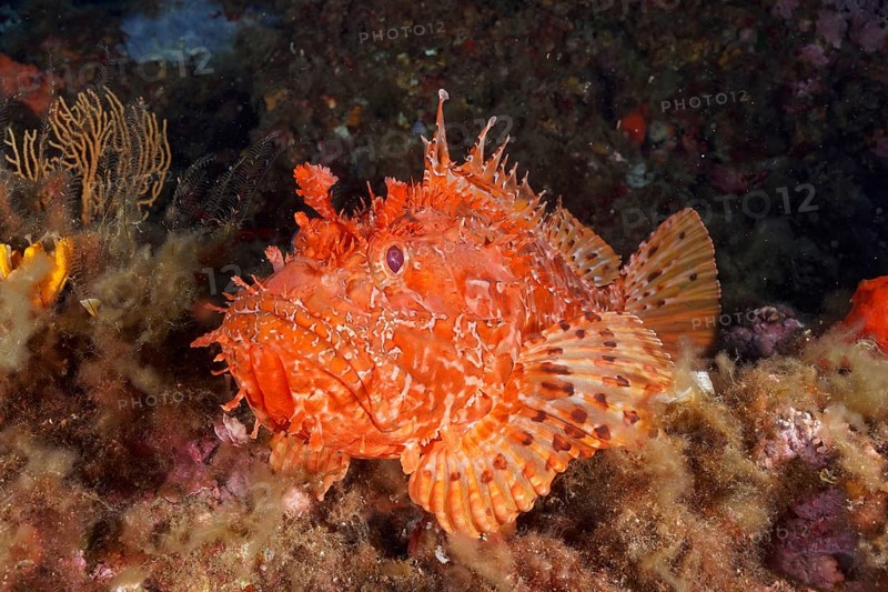 Portrait of red scorpionfish (Scorpaena scrofa), sea sow, in the Mediterranean Sea near Hyères. Dive site Giens Peninsula, Côte dAzur, France, Europe