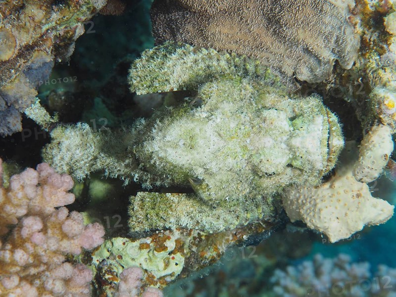 Fringed dragonhead (Scorpaenopsis oxycephala) from above, dive site House Reef, Mangrove Bay, El Quesir, Red Sea, Egypt, Africa