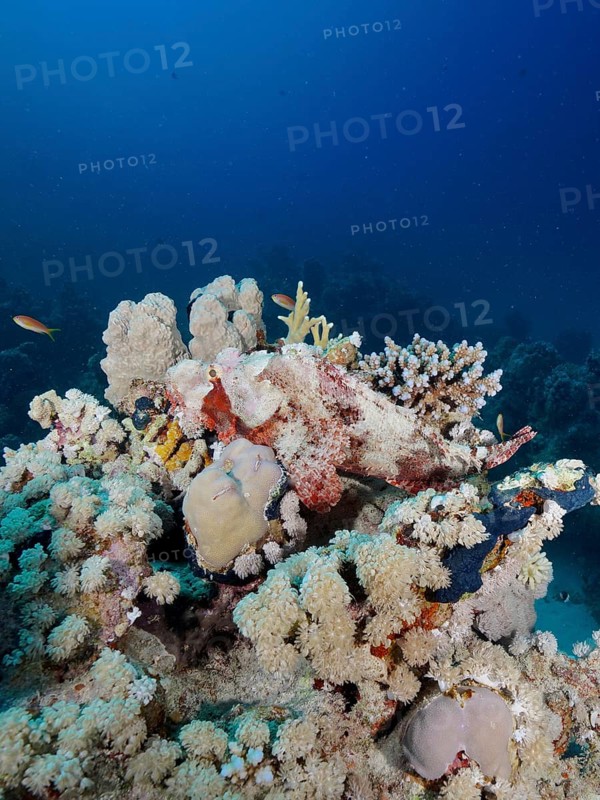 Well camouflaged tassled scorpionfish (Scorpaenopsis barbata), Marsa Shona Reef dive site, Red Sea, Egypt, Africa