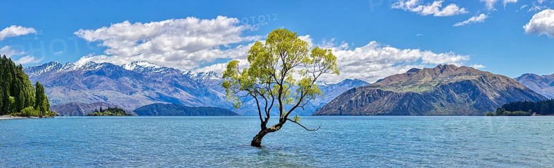Crack willow (Salix fragilis), Wanaka tree, Lake Wanaka, Otago, New Zealand, Oceania