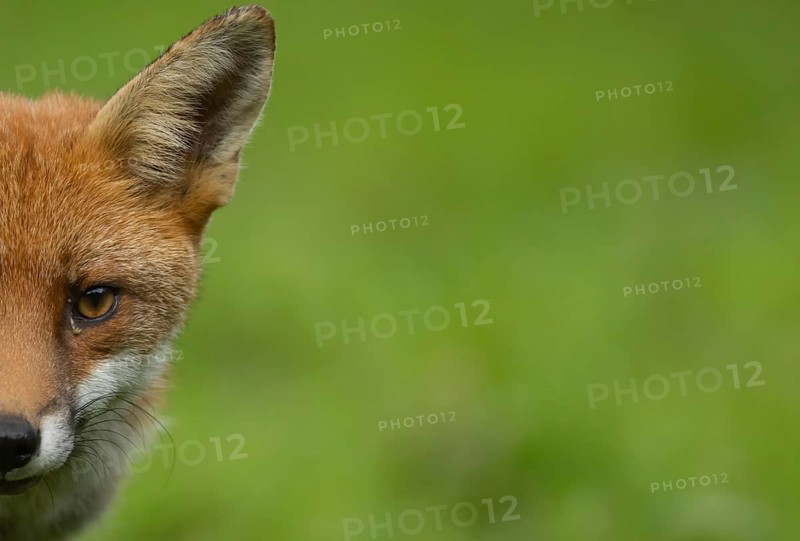Red fox (Vulpes vulpes) adult animal head portrait, Essex, England, United Kingdom, Europe