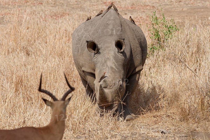Southern white rhinoceros (Ceratotherium simum simum), adult male with a flock of red-billed oxpeckers (Buphagus erythrorynchus) on its back, walking towards a male impala (Aepyceros melampus), Kruger National Park, South Africa, Africa