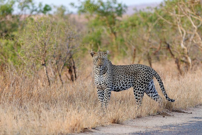 African leopard (Panthera pardus pardus), adult male standing by the side of the road, facing camera, alert, evening light, Kruger National Park, South Africa, Africa