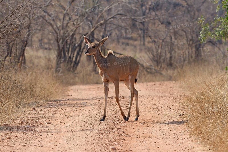 Greater kudu (Tragelaphus strepsiceros), adult female walking on dirt road, Kruger National Park, South Africa, Africa