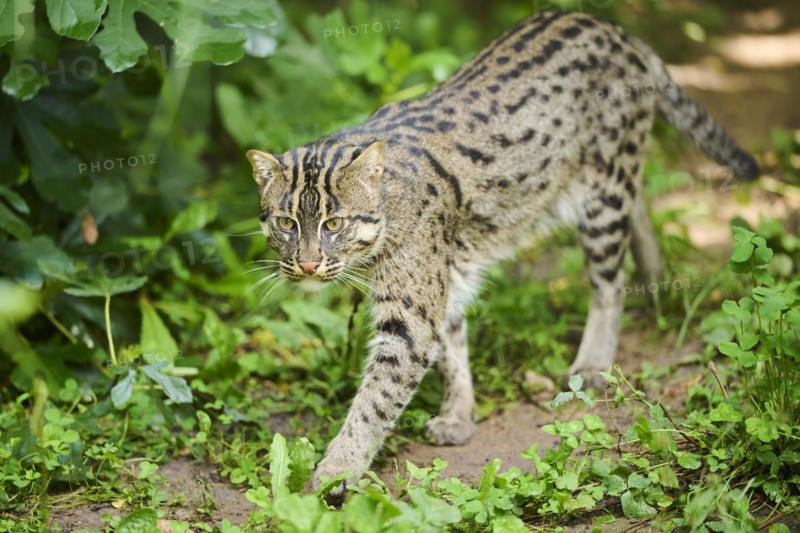 Fishing cat (Prionailurus viverrinus), walking, Bavaria, Germany, Europe