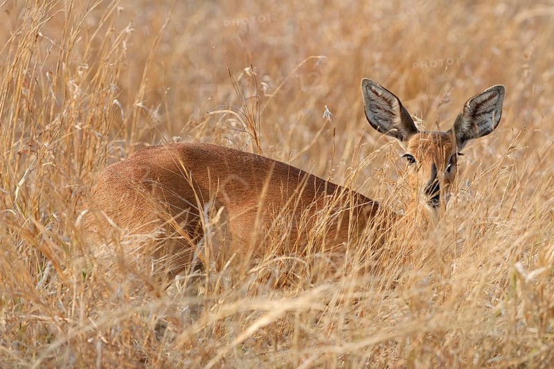 Steenbok (Raphicerus campestris), adult female standing in tall dry grass, looking at camera, alert, Kruger National Park, South Africa, Africa
