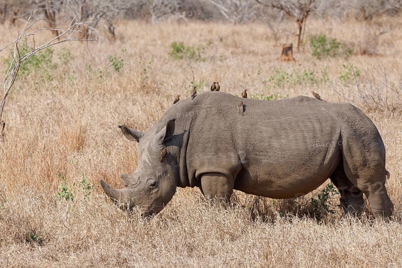 Southern white rhinoceros (Ceratotherium simum simum), adult male feeding on grass with a flock of red-billed oxpeckers (Buphagus erythrorynchus) on its back, Kruger National Park, South Africa, Africa