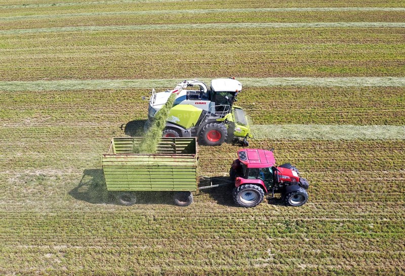 Aerial view of forage harvesting on an organic farm. A forage harvester transports the chopped forage grass into a hillside, Mücheberg, 02/06/2020