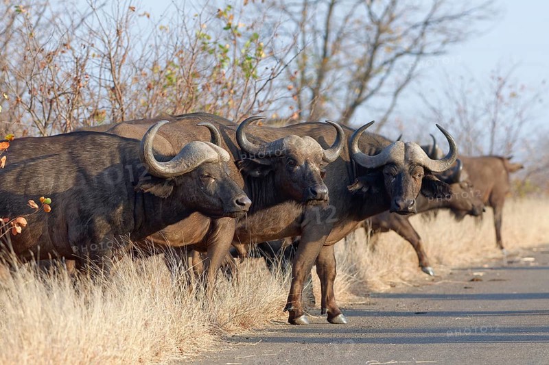 Cape buffaloes (Syncerus caffer caffer), herd crossing the asphalt road, Kruger National Park, South Africa, Africa