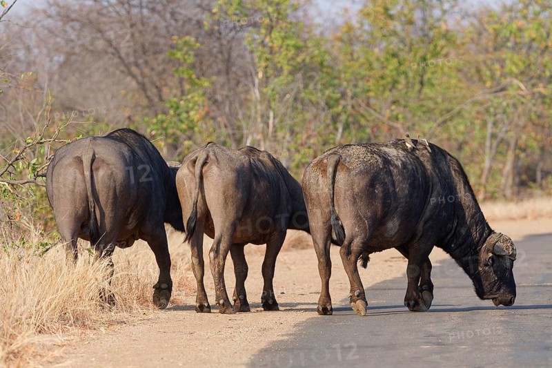 Cape buffaloes (Syncerus caffer caffer), an adult female between two adult males, from behind, at the edge of the asphalt road, Kruger National Park, South Africa, Africa