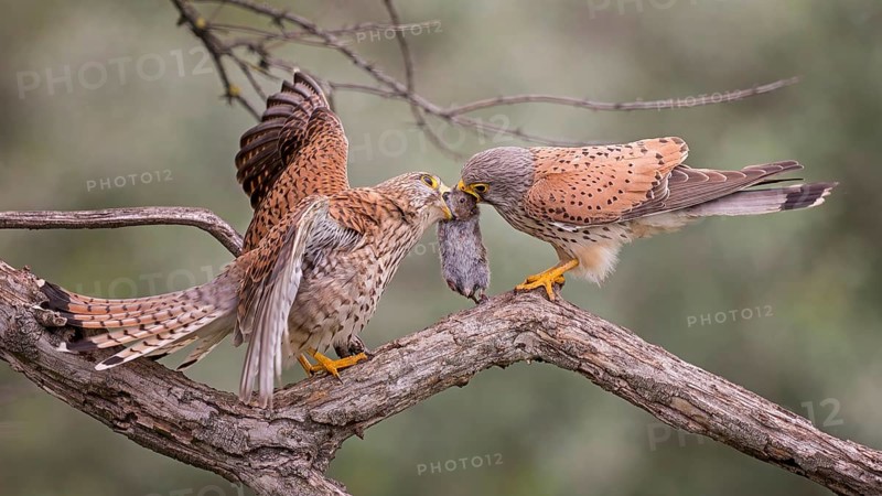 Common kestrel (Falco tinnunculus), male and female, pair, handing over food, with vole as prey, shaking, Kiskunsag National Park, Hungary, Europe