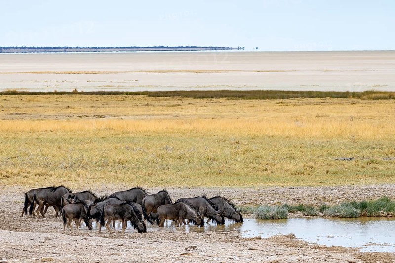 Blue wildebeests (Connochaetes taurinus), herd drinking at a waterhole at the Etosha salt pan, Etosha National Park, Namibia, Africa