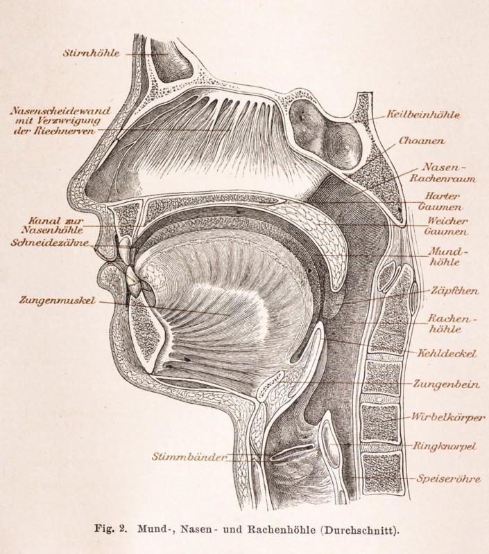 Medicine, anatomy, illustration of a section through the human head with mouth, nose and throat in black and white, frontal sinus, nasal septum with olfactory nerves, canal to the nasal cavity, incisors, tongue muscle, vocal cords, sphenoid sinus, choanae, hard and soft palate, oral cavity, uvula, pharyngeal cavity, epiglottis, hyoid bone, vertebral body, cricoid cartilage, oesophagus, historical illustration in black and white from Meyers encyclopedia 4. Edition 1889 and 1890, Germany, Europe
